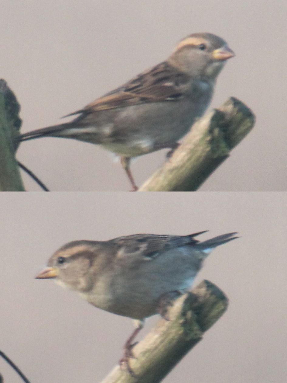 Vogeltje in Suffolk, Engeland (3)
